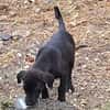 Milady, Femelle junior Croisée Labrador
