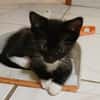 BAGHERRA, chaton femelle type européen