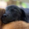 PEARL, chiot Berger Créole femelle