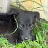 PEARL, chiot Berger Créole femelle