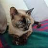 SIAM, chatte junior, croisée siamoise