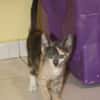 BABETH Chaton femelle type européen