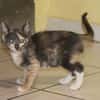 BABETH Chaton femelle type européen