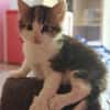 Kiara et Kion