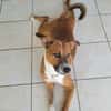 ALOKA le beau gosse créole