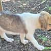 ALYA, CHIOT FEMELLE BERGER DES CANNES NON-LOF