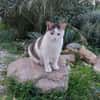 Schmusekater Anton