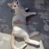 Kater Lukas entdeckt die Welt!