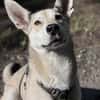 Romeo sucht seinen Menschen
