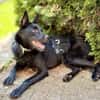 Frutti-Fröhliche Hündin, 1,5 Jahre alt,
