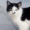 Entspannte Viona sucht ruhiges Zuhause