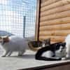Entspannte Viona sucht ruhiges Zuhause