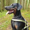 🐾 Akito sucht sein Für-immer-Zuhause 🐾