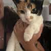 Liebes Katzenmädel Roma (ALO) Stuttgart