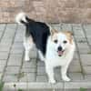 Alva, 5 Jahre alt