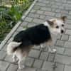 Alva, 5 Jahre alt