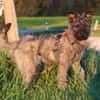 Terriermix Hündin 38 cm 8 mon.