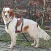 Giannios sucht ein sportliches Zuhause