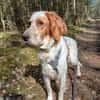 Giannios sucht ein sportliches Zuhause