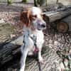 Giannios sucht ein sportliches Zuhause