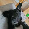 LOGAN ❤ sucht ein neues Zuhause