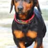 Kleiner Schatz JACK