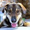 Verschmuster Caesar sucht Zuhause