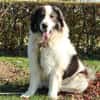 Bruno unser sanfter Rieser