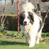 Bruno unser sanfter Rieser