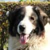 Bruno unser sanfter Rieser