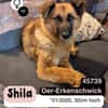 Ruhige SHILA sucht treue Begleiter