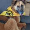 Ruhige SHILA sucht treue Begleiter