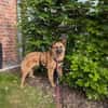 Ruhige SHILA sucht treue Begleiter