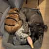 Ruhige SHILA sucht treue Begleiter