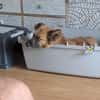 Ruhige SHILA sucht treue Begleiter