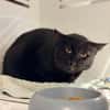BASTET