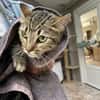 KITTY