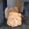 SIMBA QCT (j'ai trouvé ma famille)