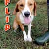 Flip