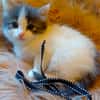 PRUNELLE