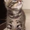 SIMON