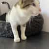 Lounis - Kleiner Charmeur sucht dich