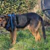 Champ sucht Altersruhesitz