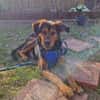 Champ sucht Altersruhesitz