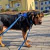 Champ sucht Altersruhesitz
