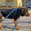 Champ sucht Altersruhesitz