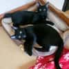 Tom & Ruby Tolle Lackfellchen