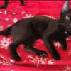 Tom & Ruby Tolle Lackfellchen