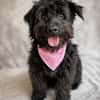 Lykke Freundliche Hundedame