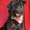 Lykke Freundliche Hundedame